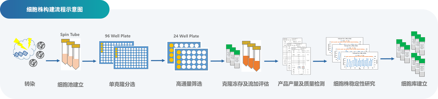 2-ϸ°ûÖê¹¹½¨¿ª·¢ .png 2-ϸ°ûÖê¹¹½¨¿ª·¢ .png